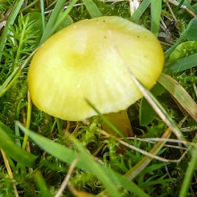 Waxcap - Butter