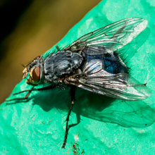 Fly - Calliphora Vicina