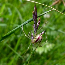Spider - Candy Stripe
