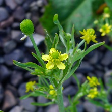 Buttercup - Celery-leaved