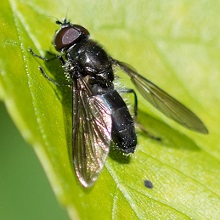 Hoverfly - Cheilosia Albitarsis