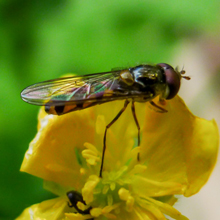 Hoverfly - Chequered