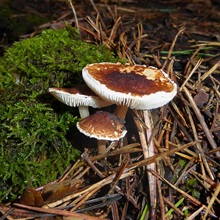 Dapperling - Chestnut