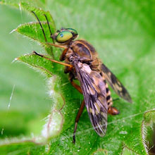 Fly-Chrysops Relictus