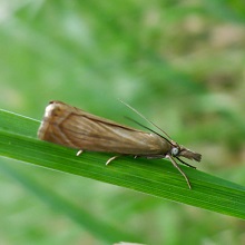 Moth - Chrysoteuchia Culmella