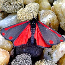 Moth - Cinnabar
