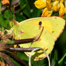 Butterfly - Clouded Yellow