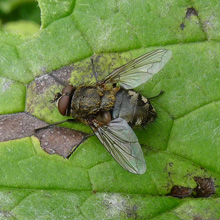Fly - Cluster - Common