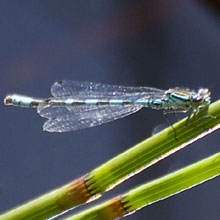 Damselfly - Common Blue