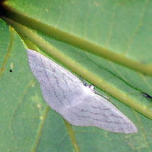 Moth - Common White Wave