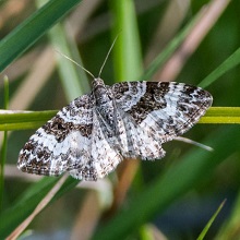 Moth - Carpet - Common