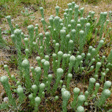 Cudweed - Common