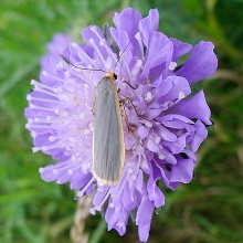 Moth - Common Footman