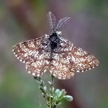 Moth - Common Heath ( Female )