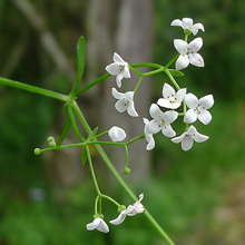 Bedstraw - Common Marsh