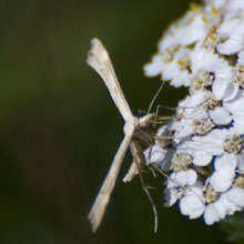 Moth - Plume - Common