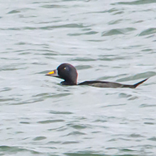 Scoter - Common
