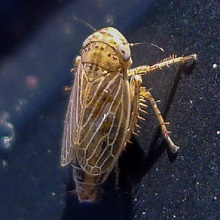 Bug - Leaf Hopper - Conosanus Obsoletus