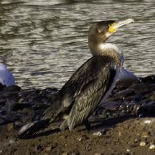 Cormorant