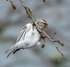 Redpoll - Arctic - Coues