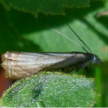 Moth - Crambus Lathoniellus