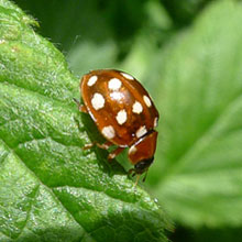 Beetle - Ladybird - Cream Spot