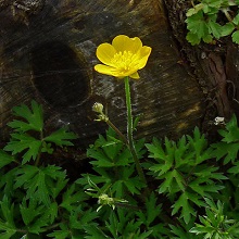 Buttercup - Creeping