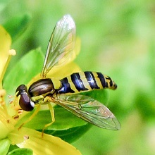 Hoverfly - Dasysyrphus Albostriatus