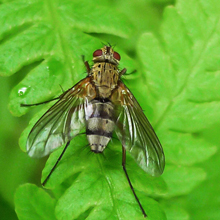 Fly - Dexiosoma Caninum