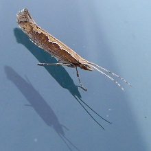 Moth - Diamondback