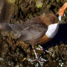 Dipper