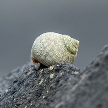 Mollusc - Dog Whelk