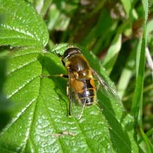 Hoverfly - Common Dronefly