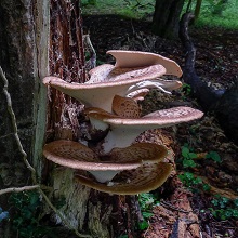 Dryad's Saddle