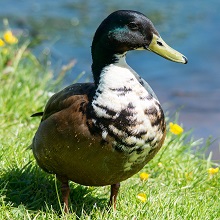 Duck - Duclair ( Hybrid )