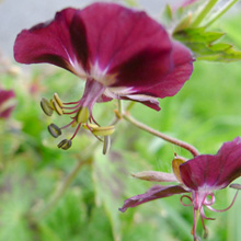 Cranesbill - Dusky