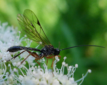 Wasp - Dyspetes Praerogator