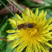 Early Mining Bee