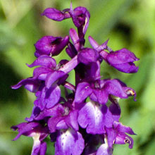 Orchid - Early Purple