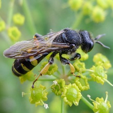 Wasp - Ectemnius Cavifrons