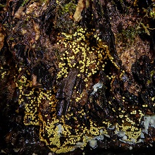 Slime Mould - Egg -Shell
