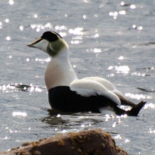 Eider - Common