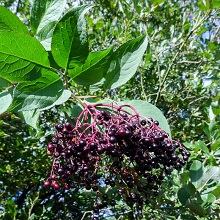 Elderberry