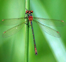 Damselfly - Emerald