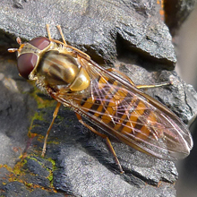 Hoverfly - Episyrphus Balteatus