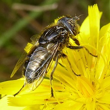 Hoverfly - Eristalinus Sepulchralis
