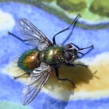 Fly - Eudasyphora Cyanella
