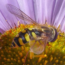 Hoverfly - Eupeodes Luniger