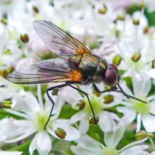 Fly - Fannia Mollissima