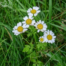 Feverfew